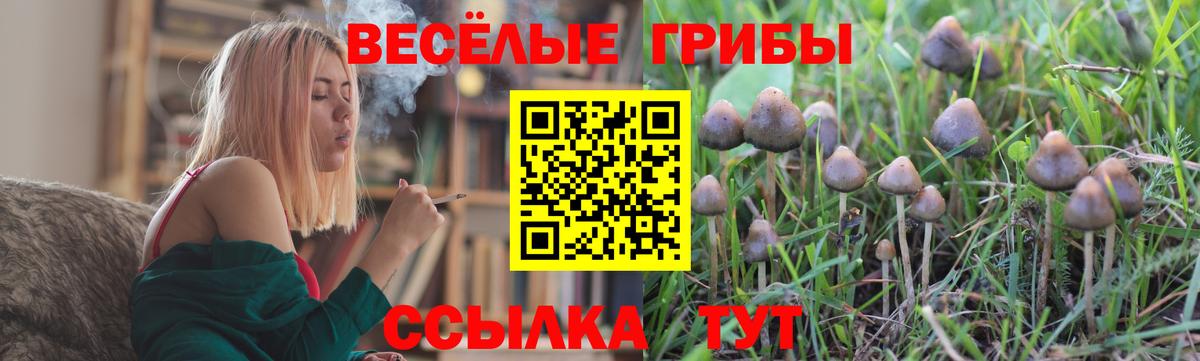 Псилоцибиновые грибы Psilocybe Нововоронеж